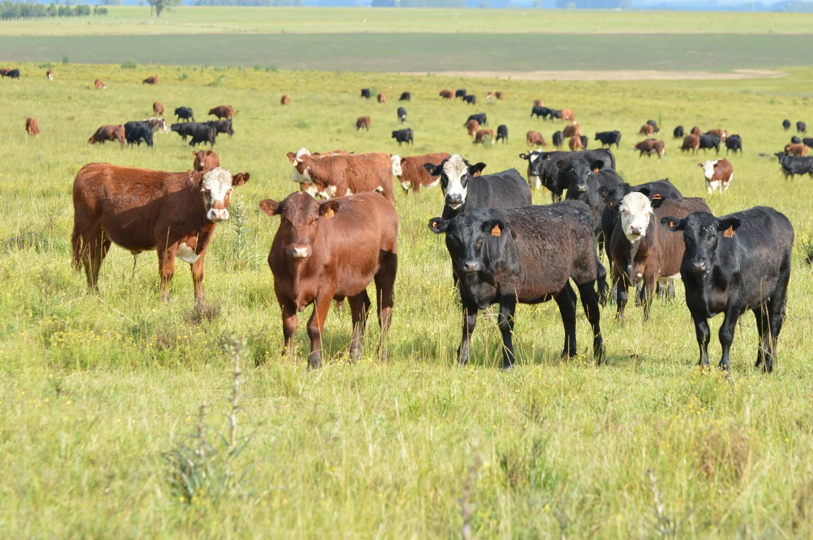Agroveterinaria El Gaucho