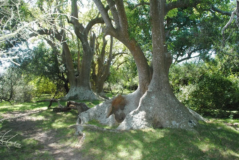 Monte de Ombúes