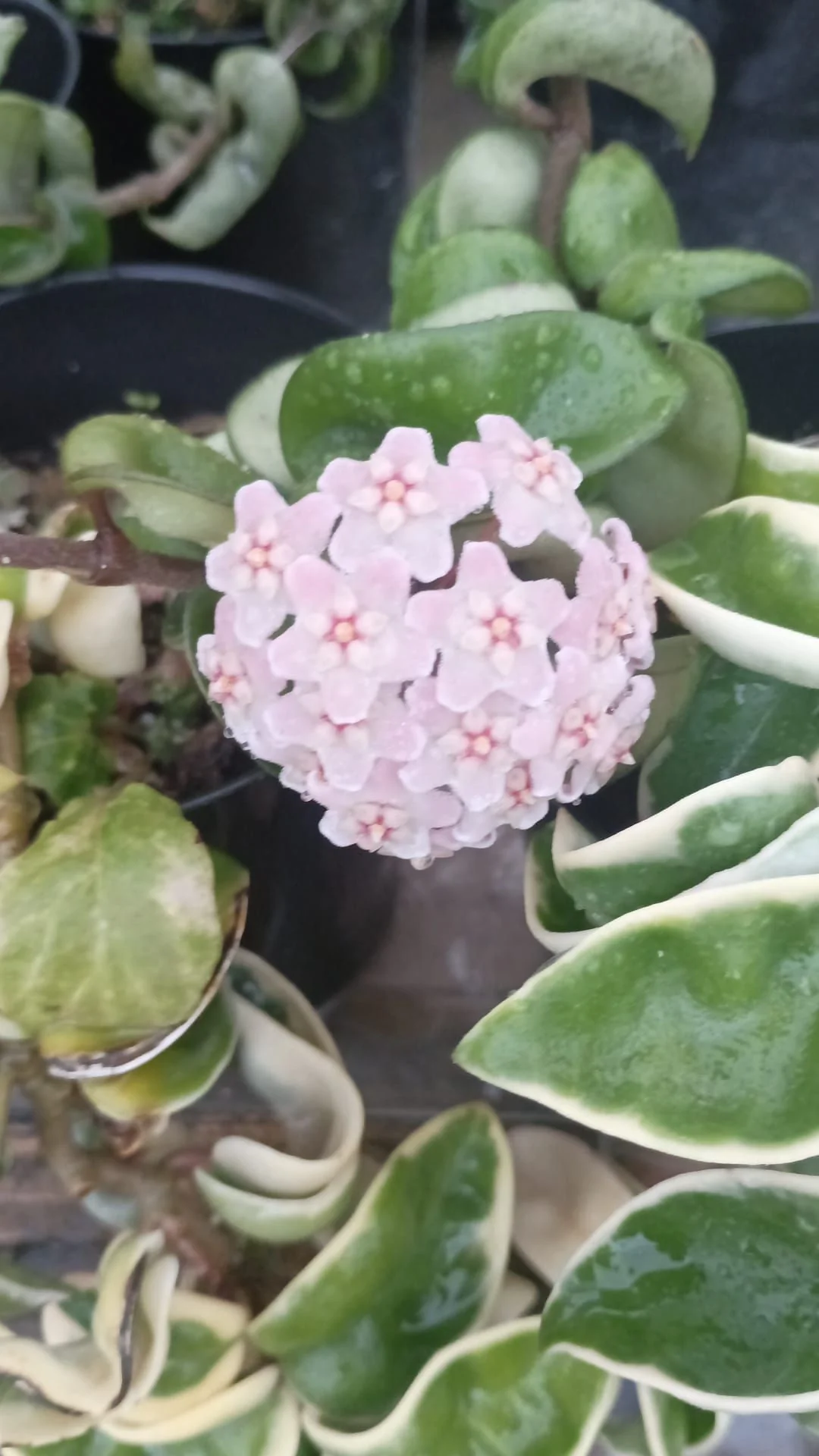 Vivero El Cavernicola
